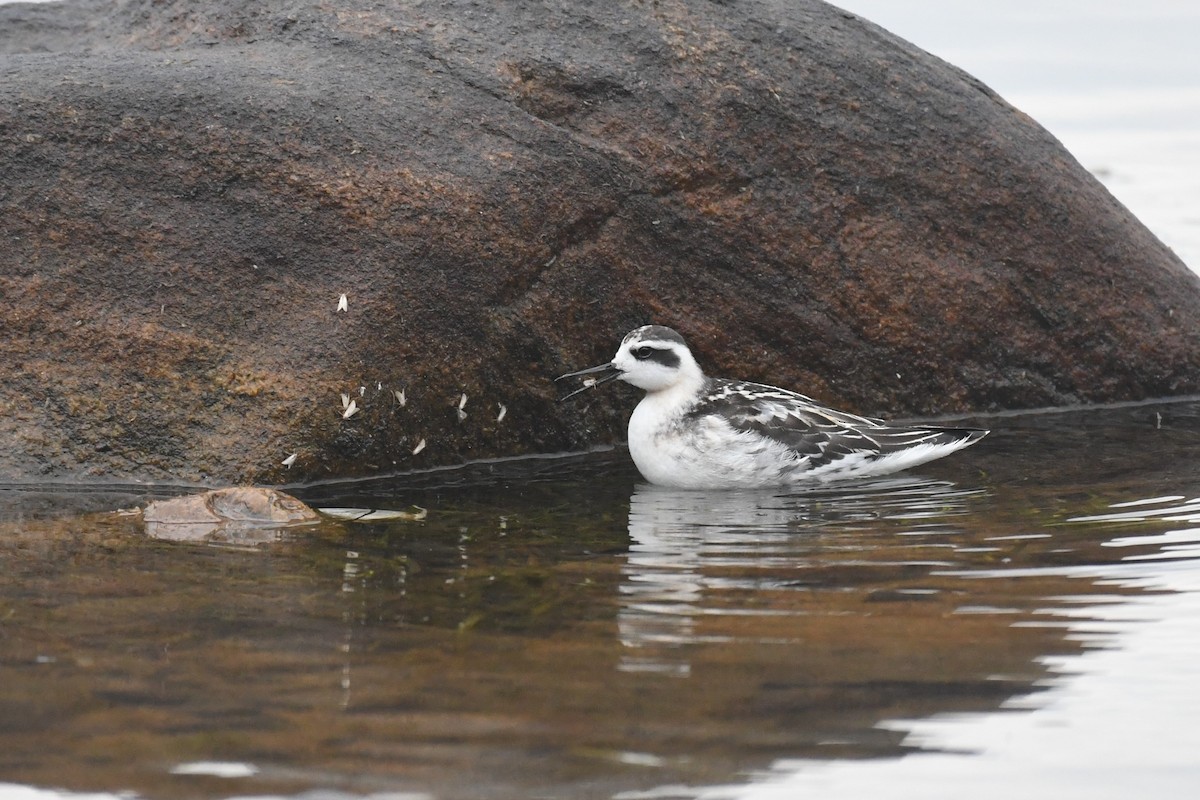 svømmesnipe - ML592314651