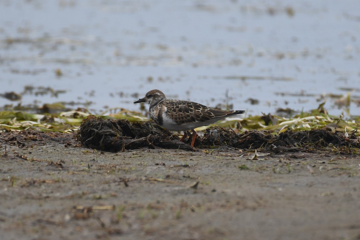 Ruddy Turnstone - ML592314821