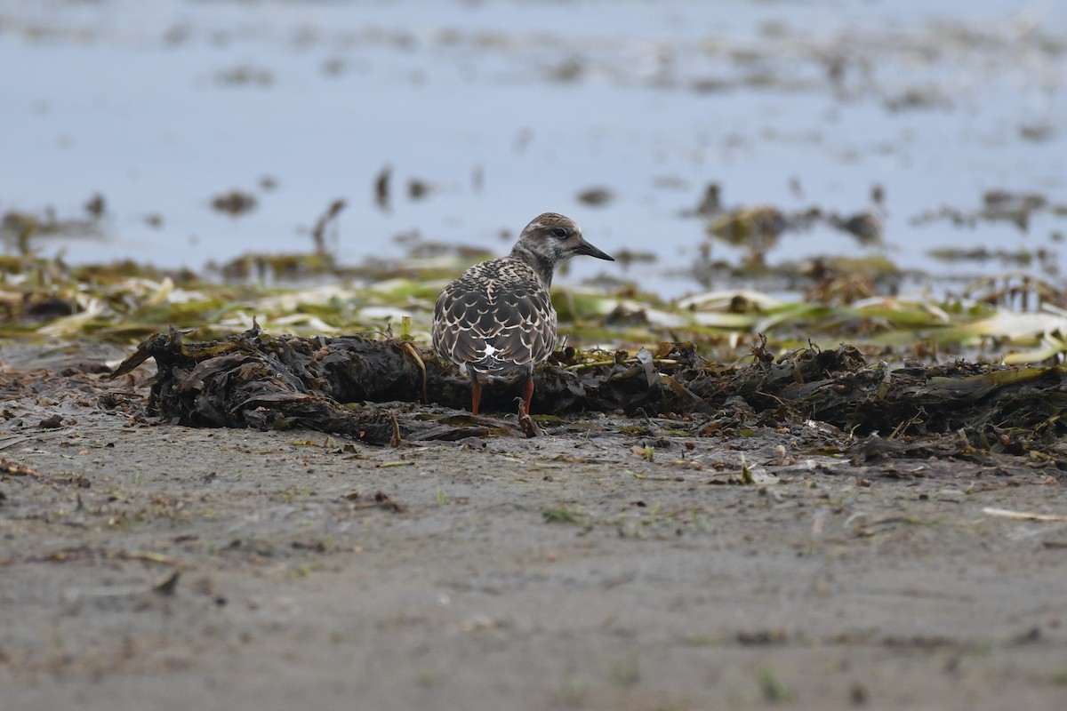 Ruddy Turnstone - ML592314831