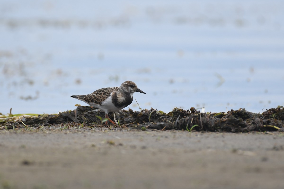 Ruddy Turnstone - ML592314841