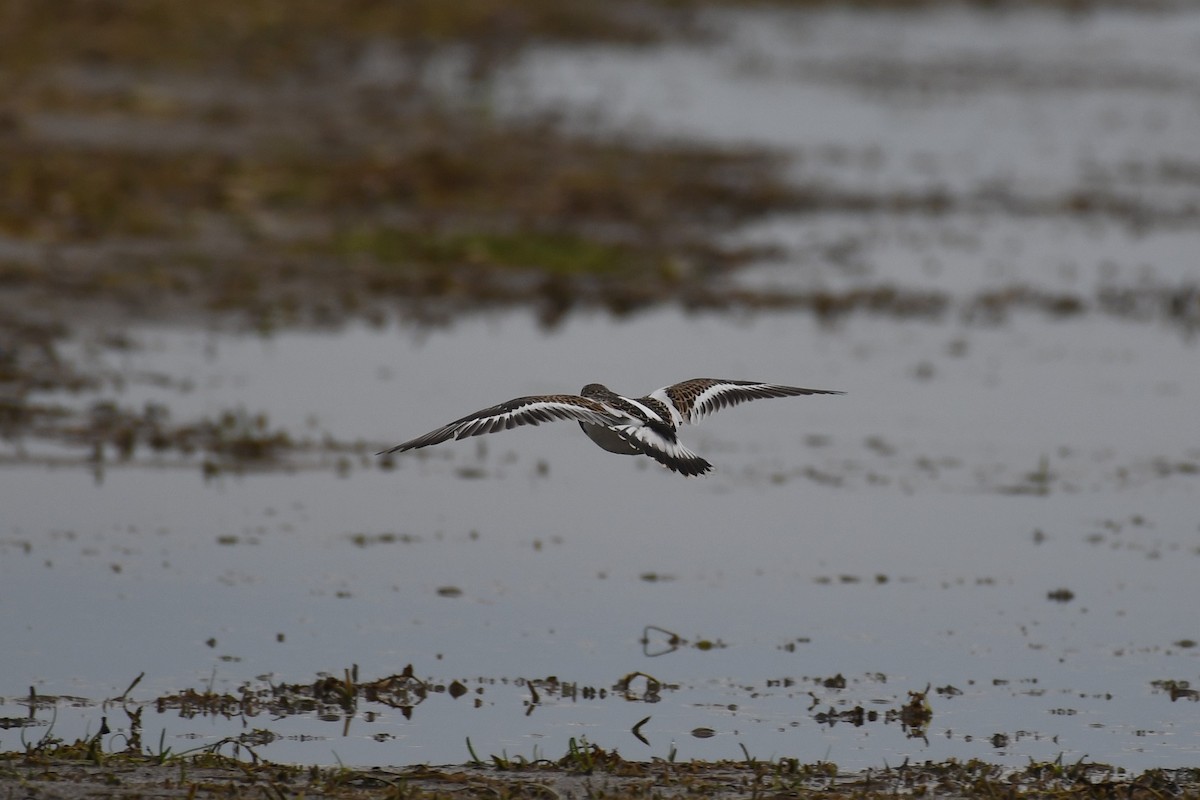 Ruddy Turnstone - ML592314851