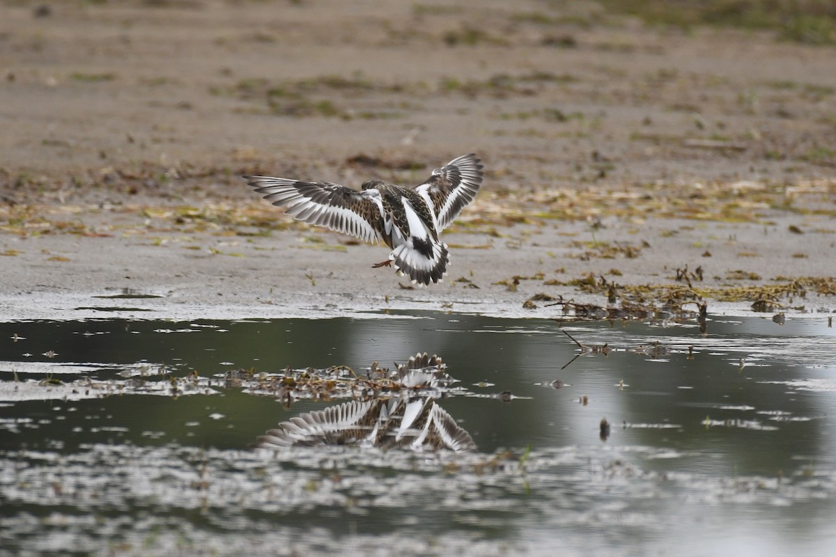 Ruddy Turnstone - ML592314861