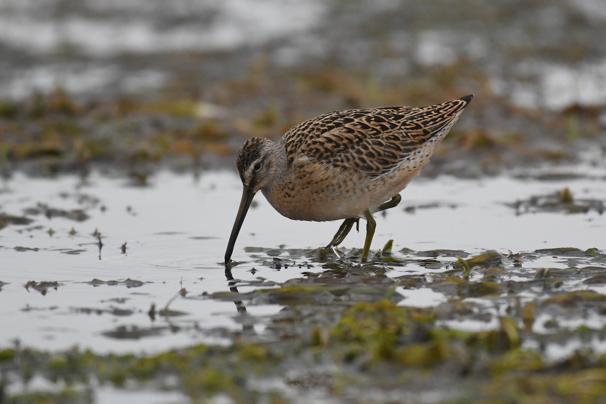 Short-billed Dowitcher - ML592315021