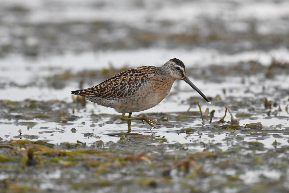 Short-billed Dowitcher - ML592315061