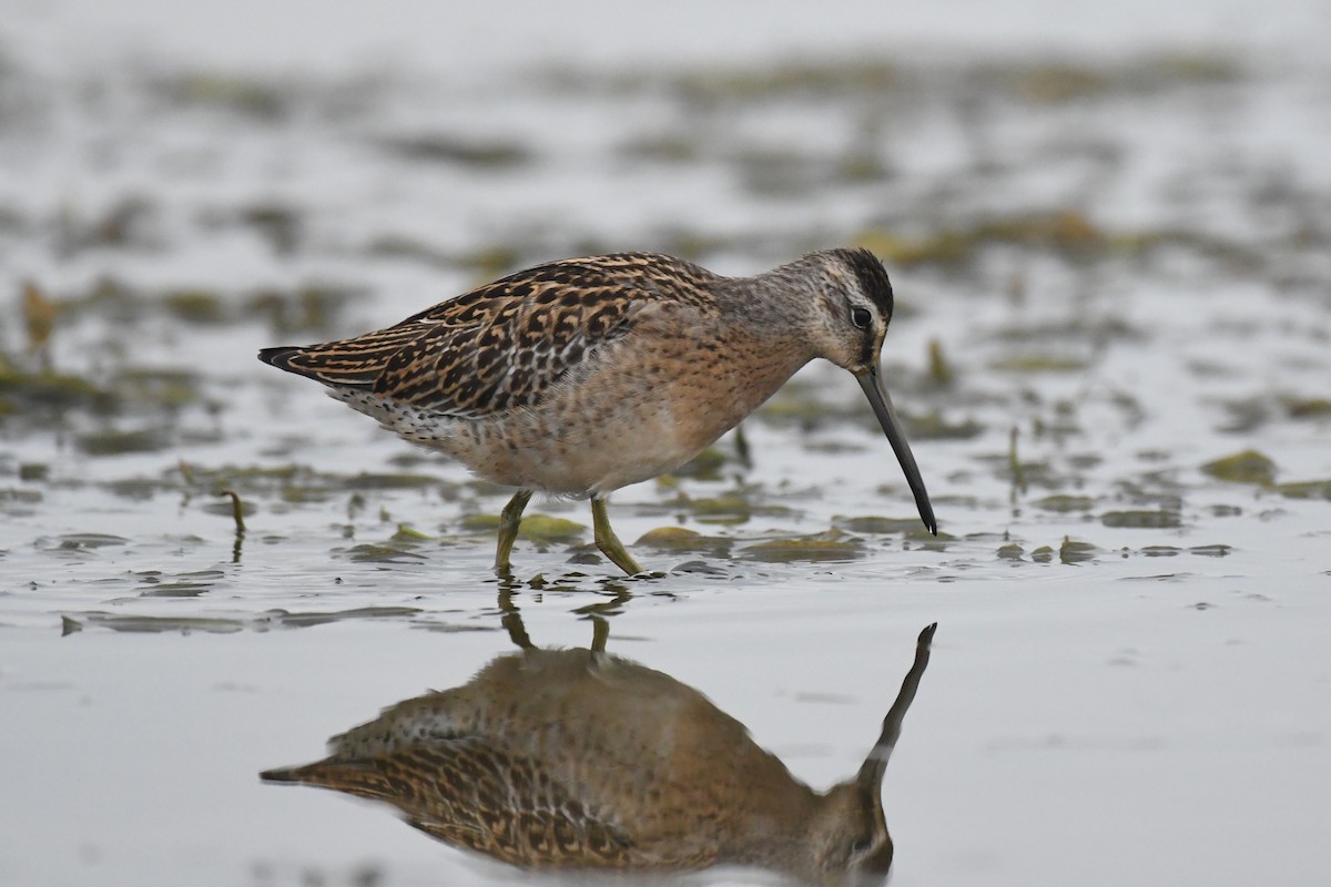 Short-billed Dowitcher - ML592315071