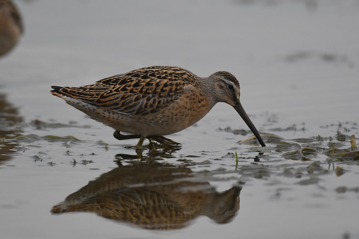 Short-billed Dowitcher - ML592315131