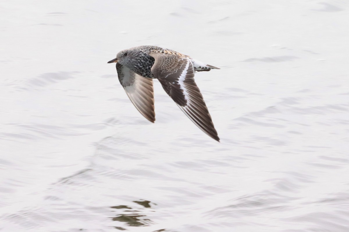 Surfbird - ML592316181