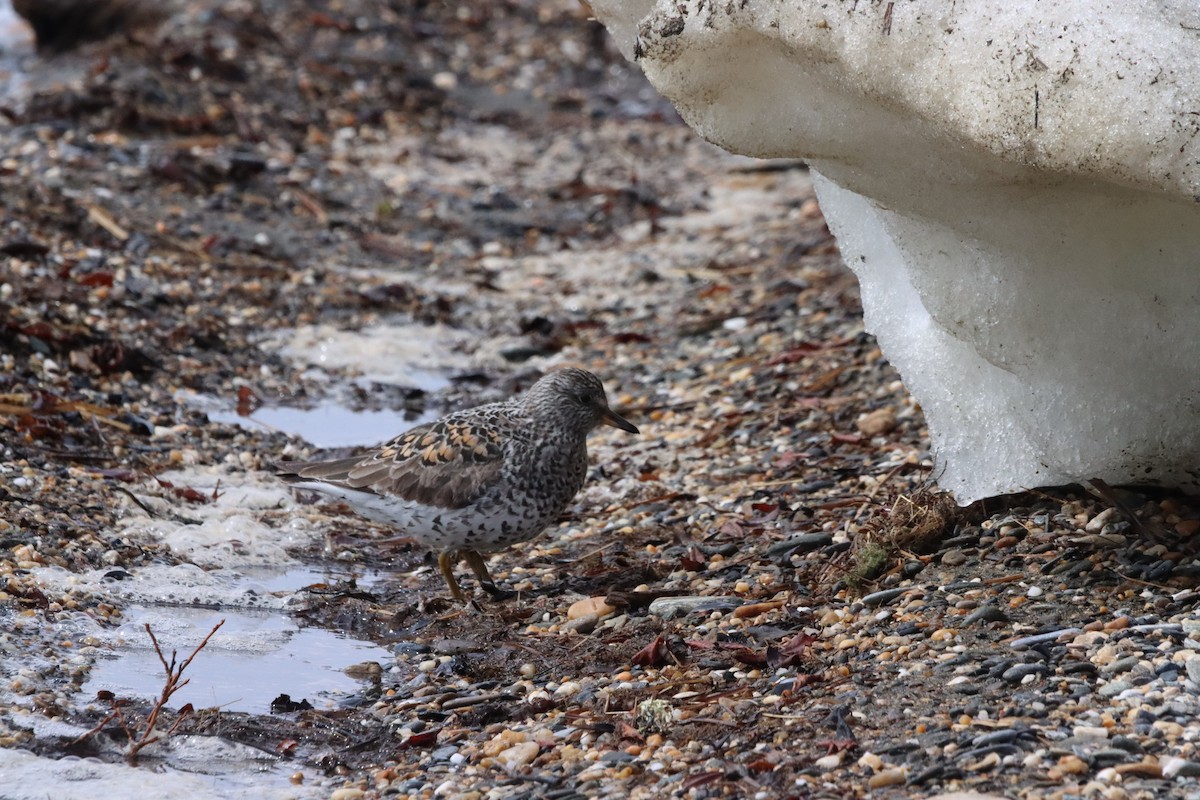 Surfbird - ML592316231