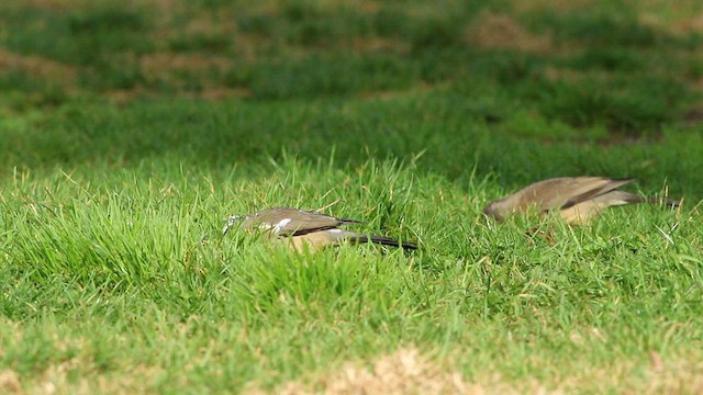 Merle austral (magellanicus/pembertoni) - ML592316321