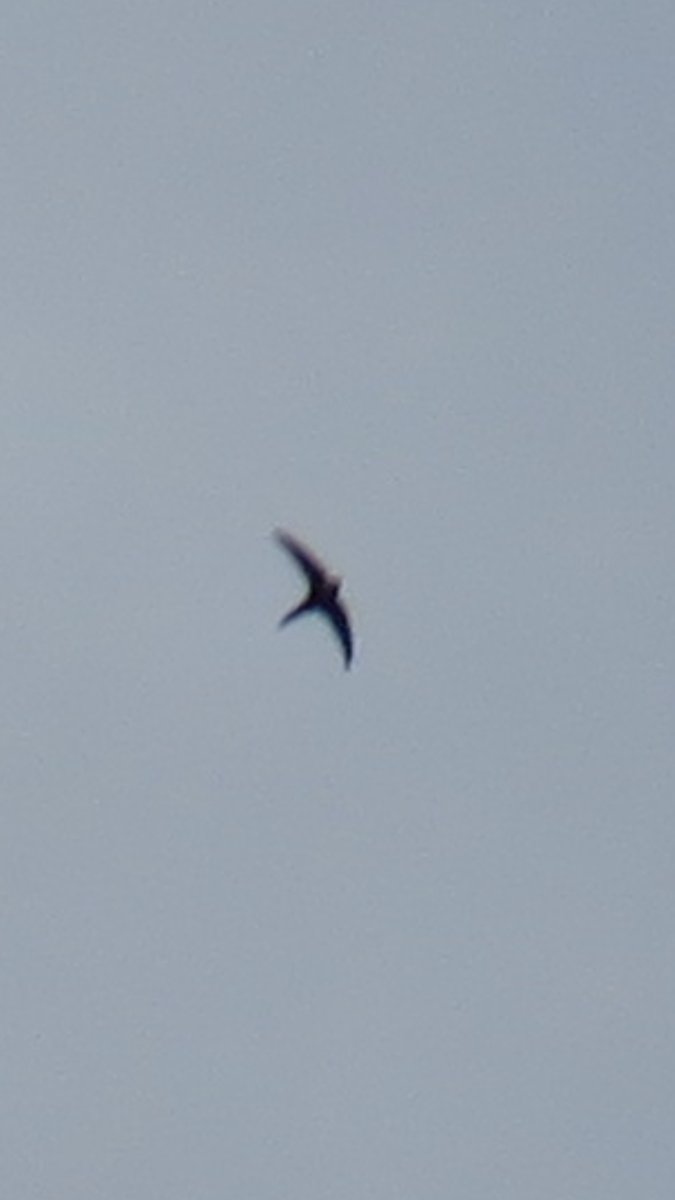 Lesser Swallow-tailed Swift - ML592316351