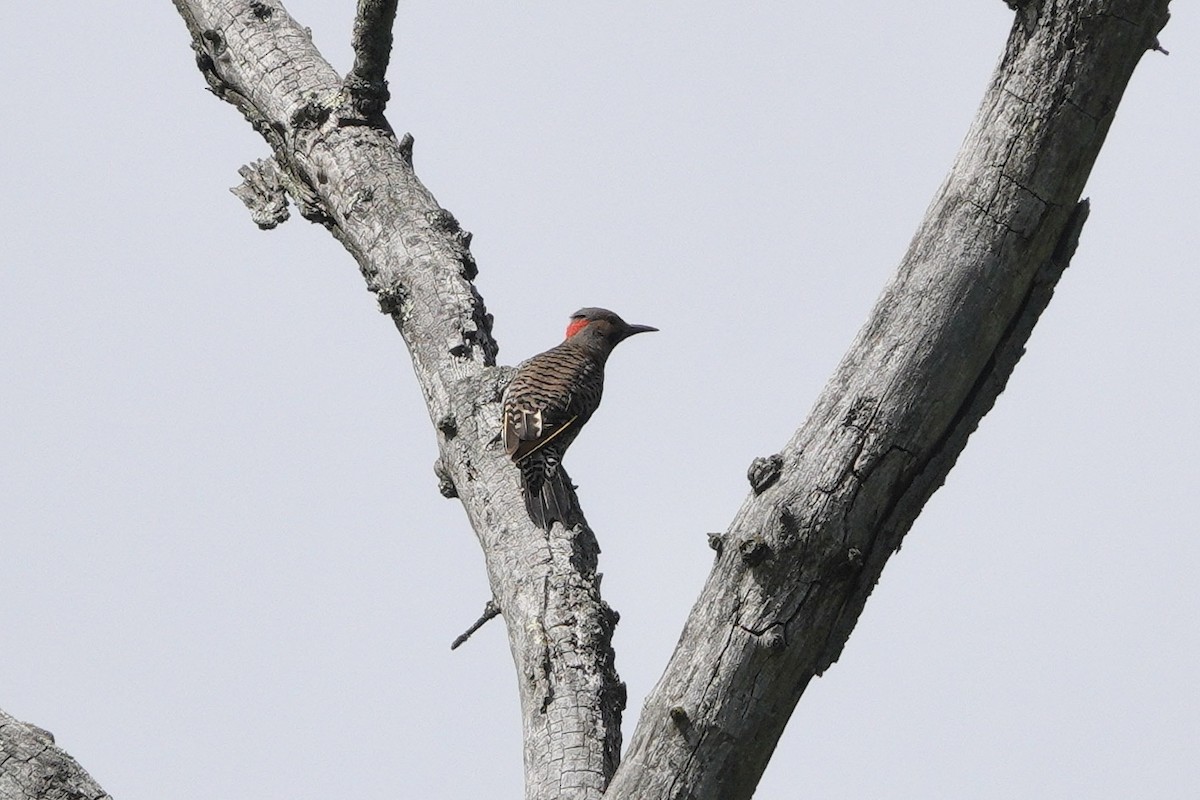 Northern Flicker - ML592316421