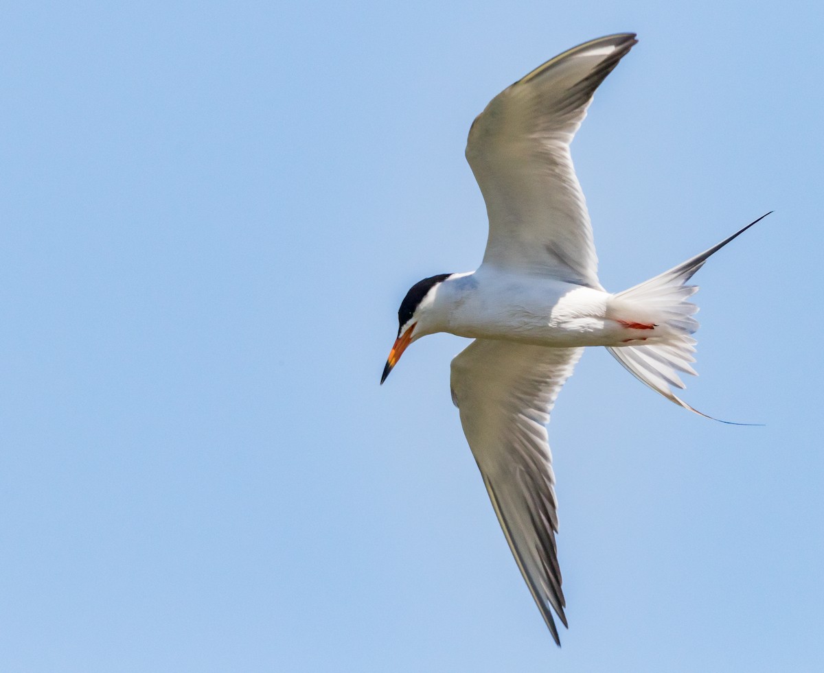 Forster's Tern - Chezy Yusuf