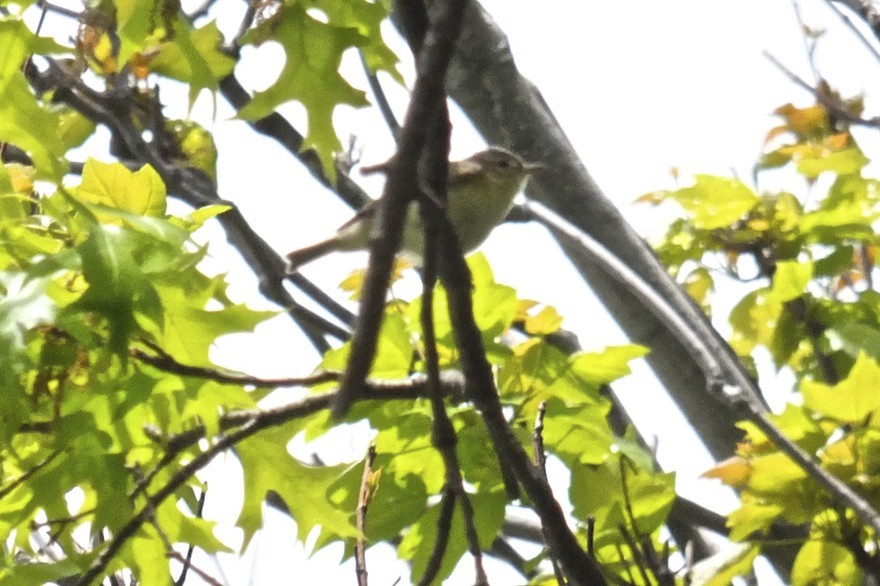 Warbling Vireo - ML59231781
