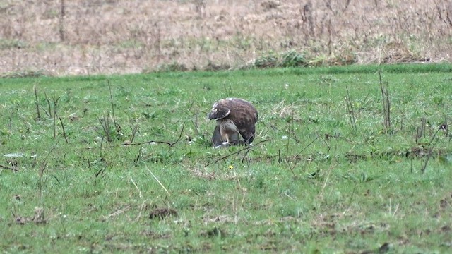 Variable Hawk - ML592318861