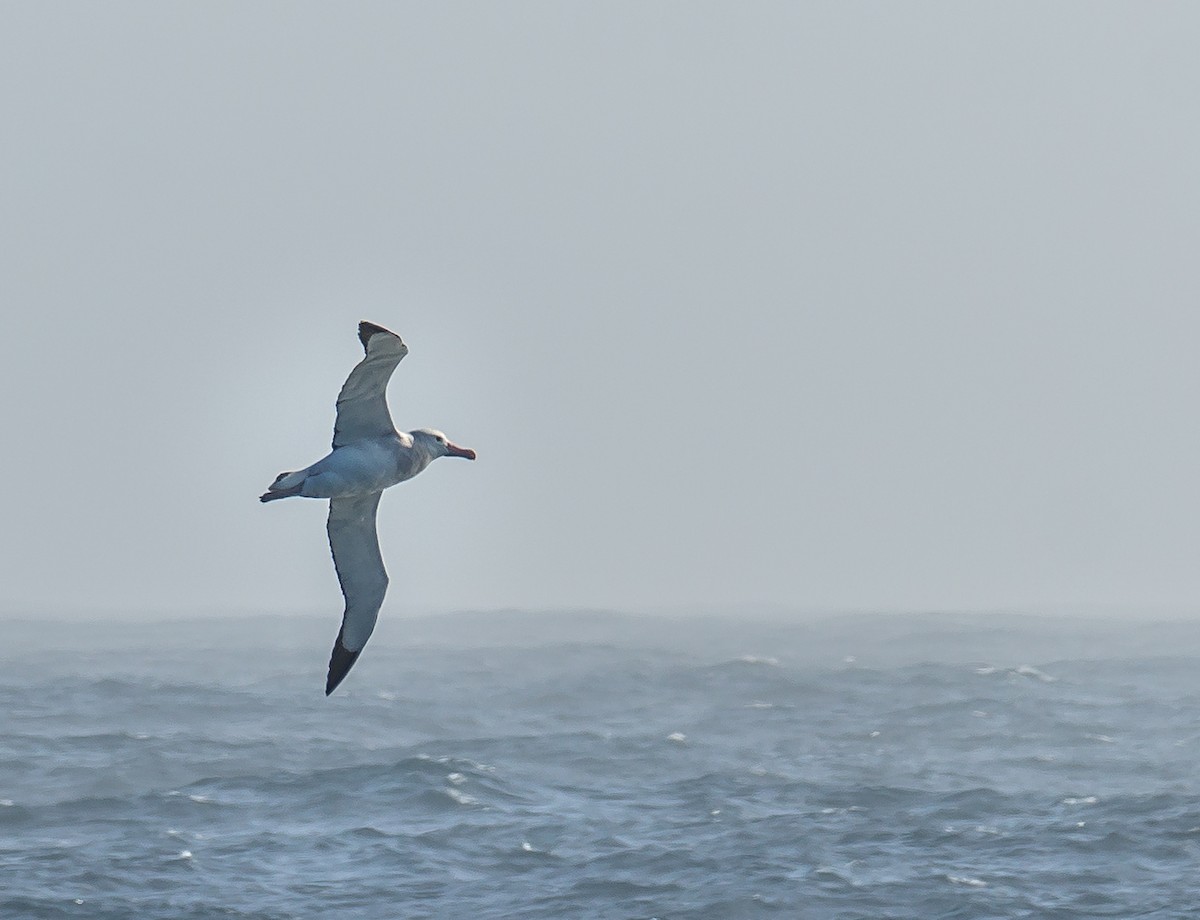 Northern/Southern Royal Albatross - ML592318901