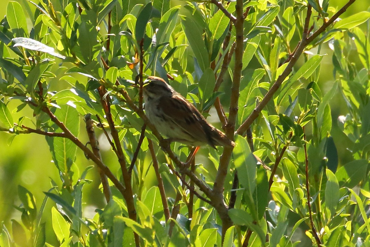 Swamp Sparrow - ML592319131