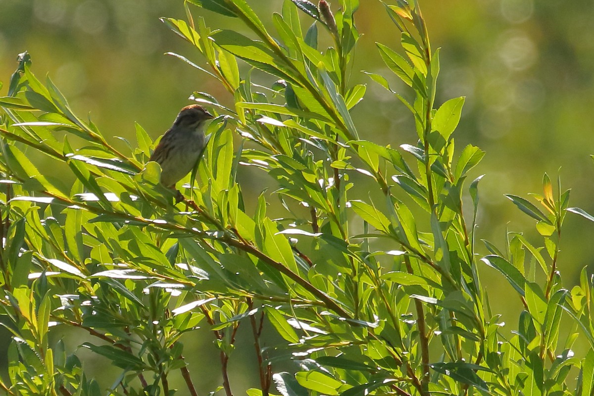 Swamp Sparrow - ML592319141