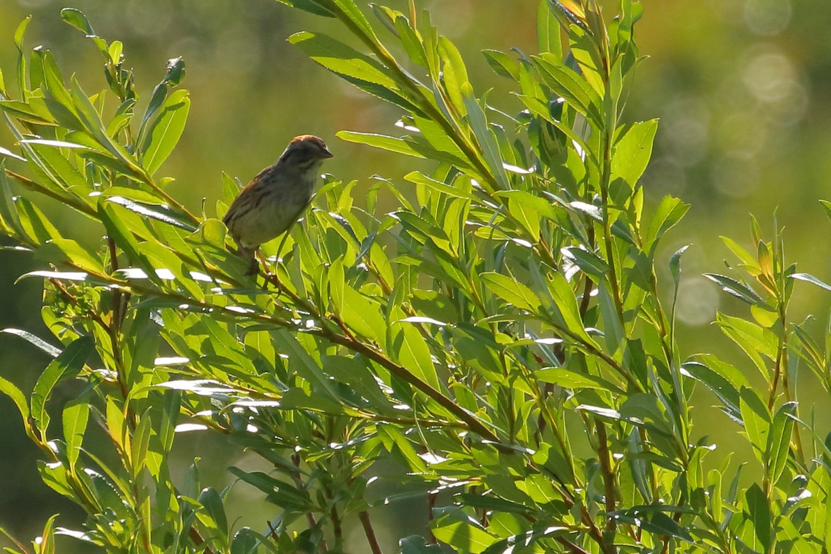 Swamp Sparrow - ML592319151