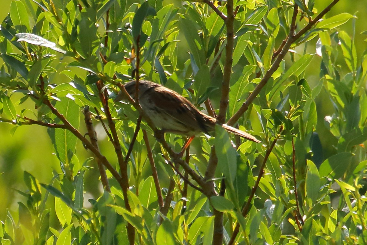 Swamp Sparrow - ML592319161