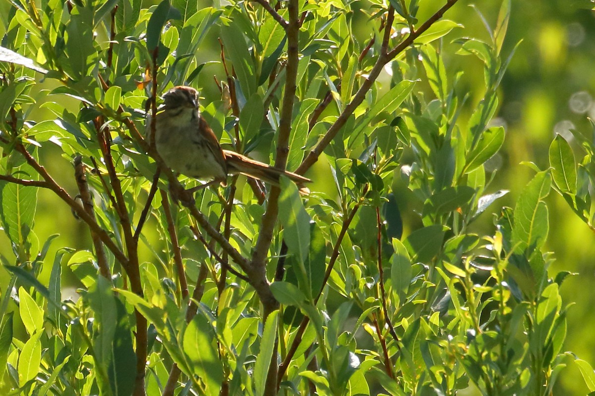 Swamp Sparrow - ML592319171