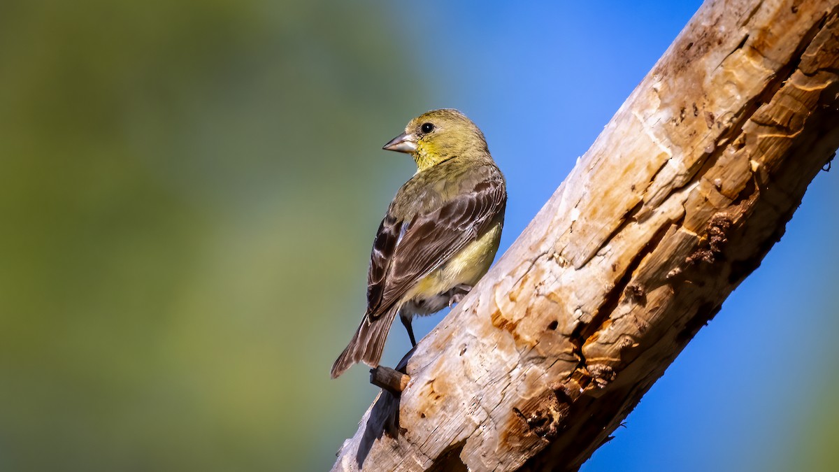 Lesser Goldfinch - ML592319651