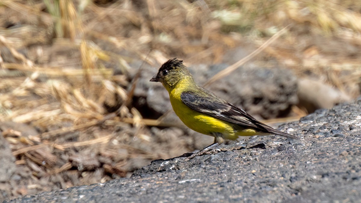 Lesser Goldfinch - ML592319671