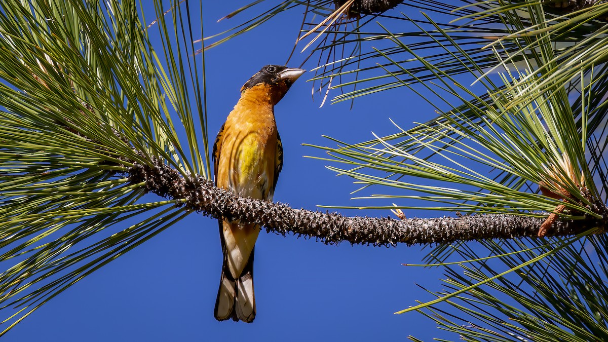 Black-headed Grosbeak - ML592319711