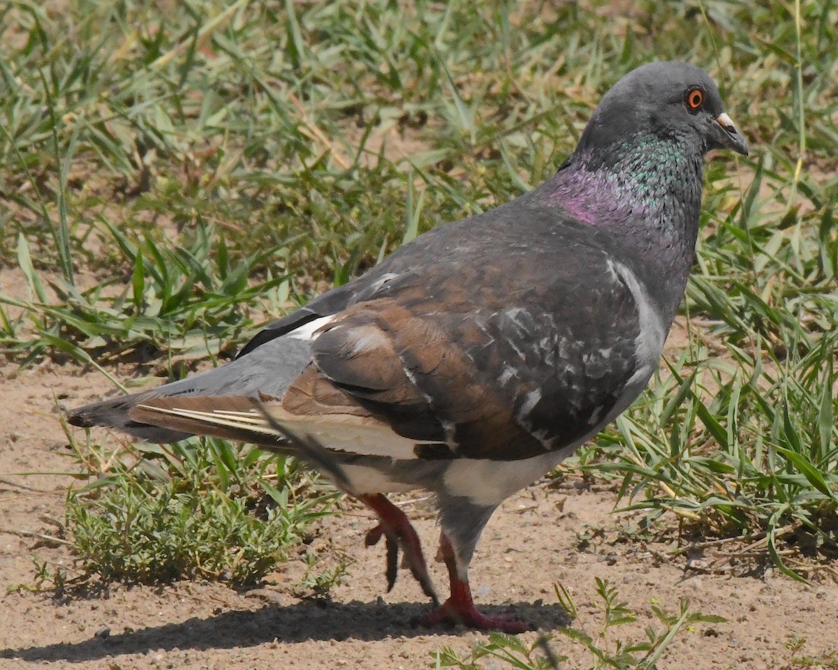 Pigeon biset (forme domestique) - ML592319731