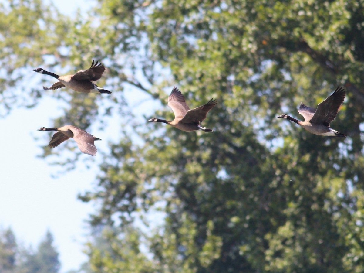 Canada Goose - ML592319931