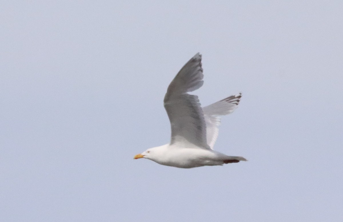 Herring x Glaucous Gull (hybrid) - ML592320451