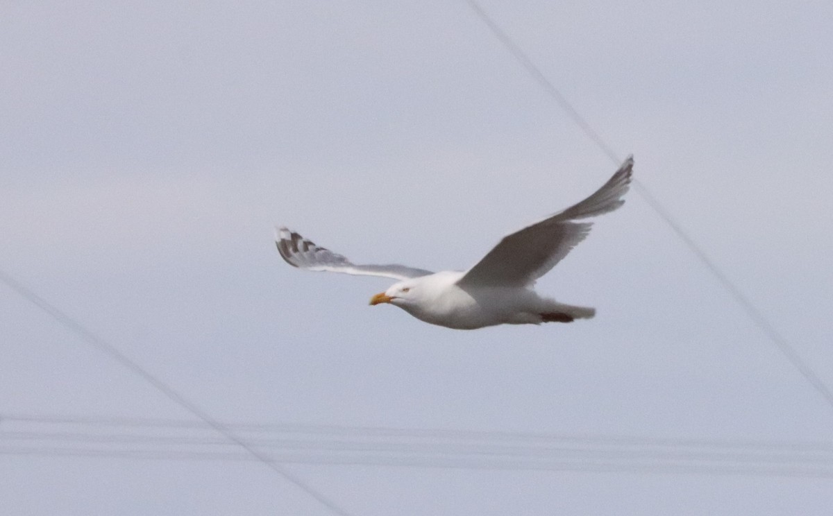 Herring x Glaucous Gull (hybrid) - ML592320471