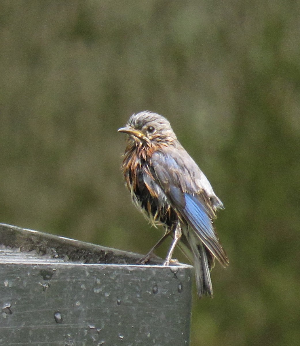 Eastern Bluebird - Sandra LaFaut