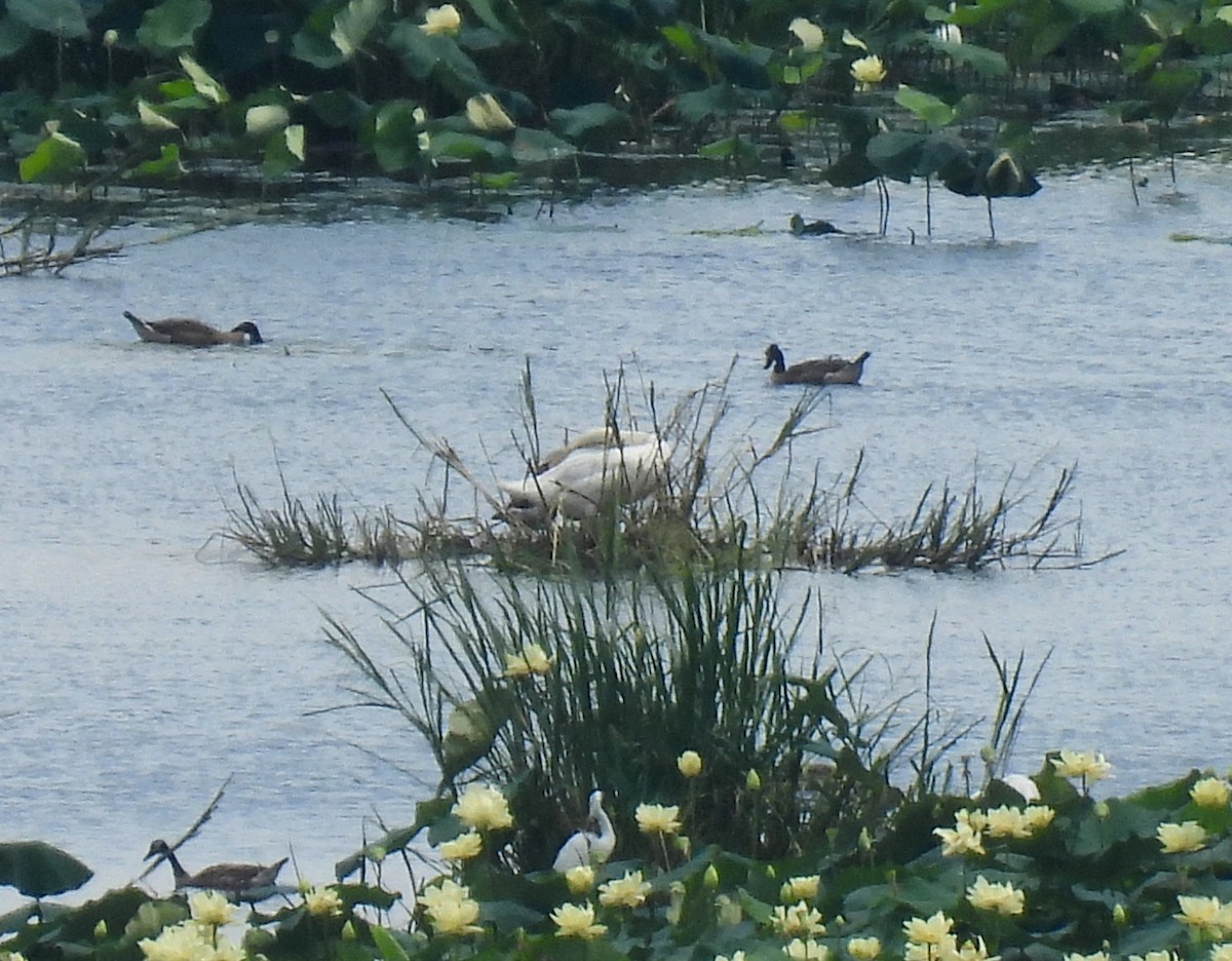 Cygne tuberculé - ML592321411