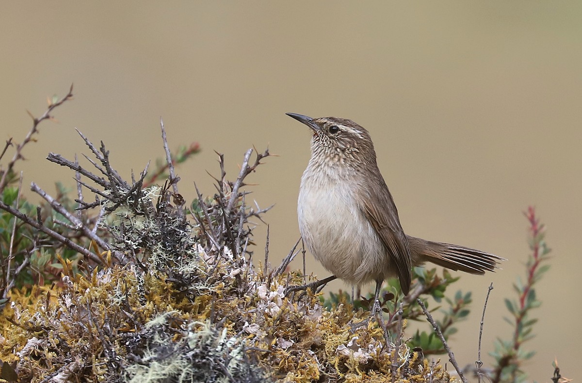 Streak-throated Canastero - ML592321511