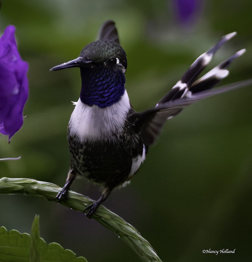 Sparkling-tailed Hummingbird - Nancy Holland