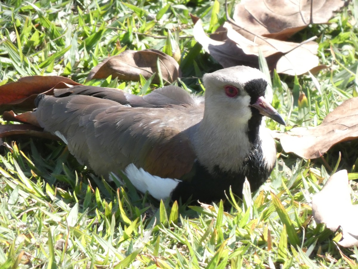 Southern Lapwing - Jens Lallensack