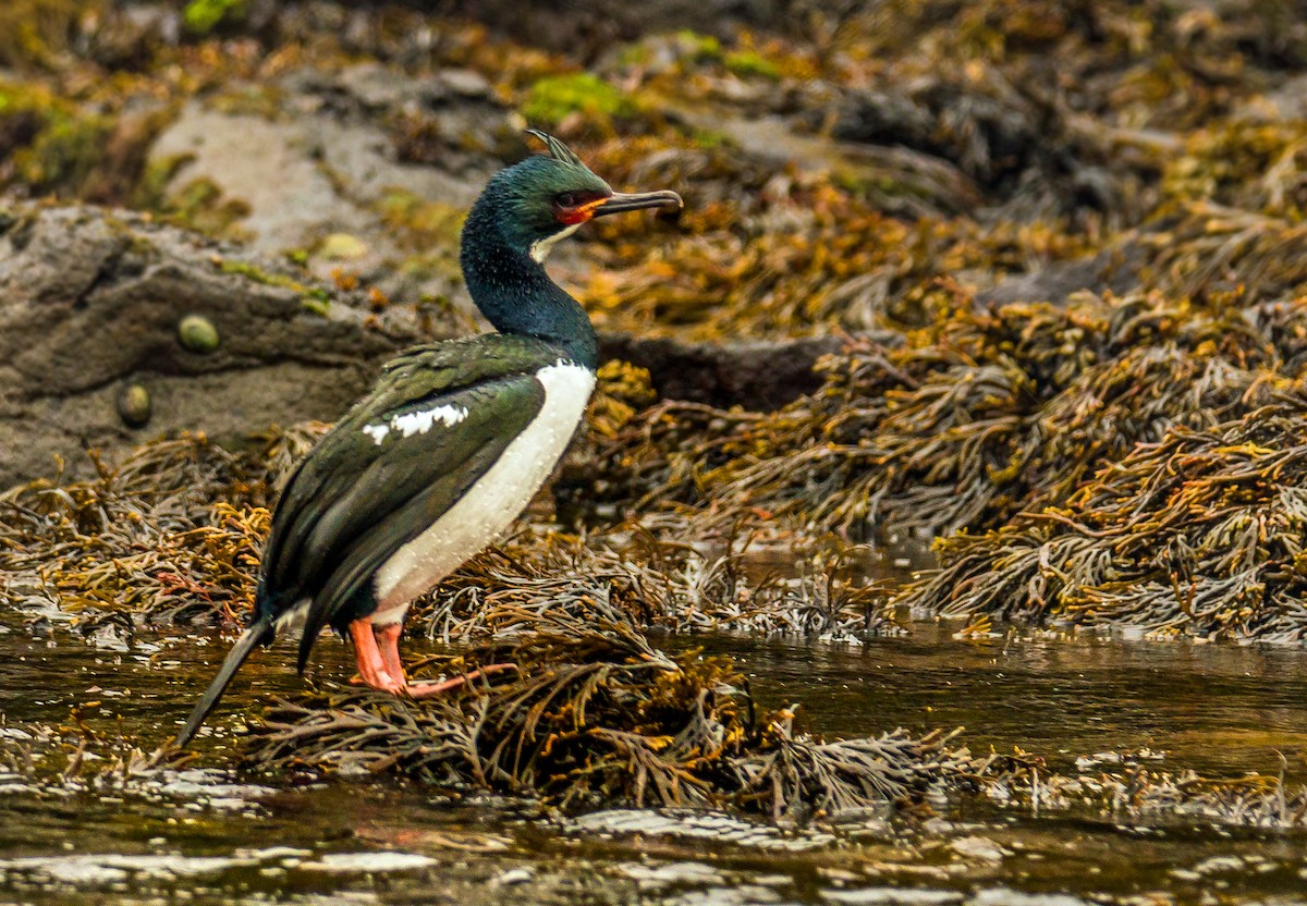 Campbell Islands Shag - Russell Scott