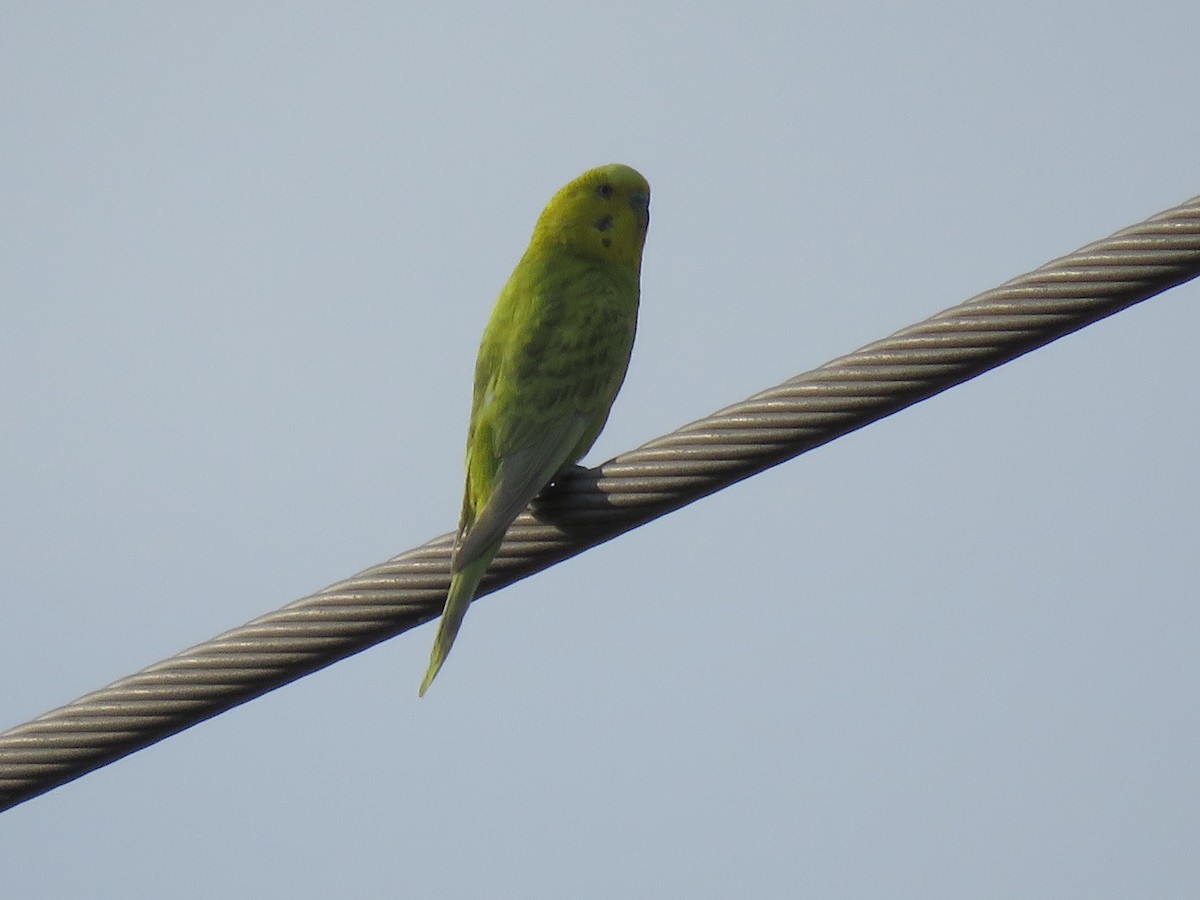 Budgerigar (Domestic type) - ML592323541