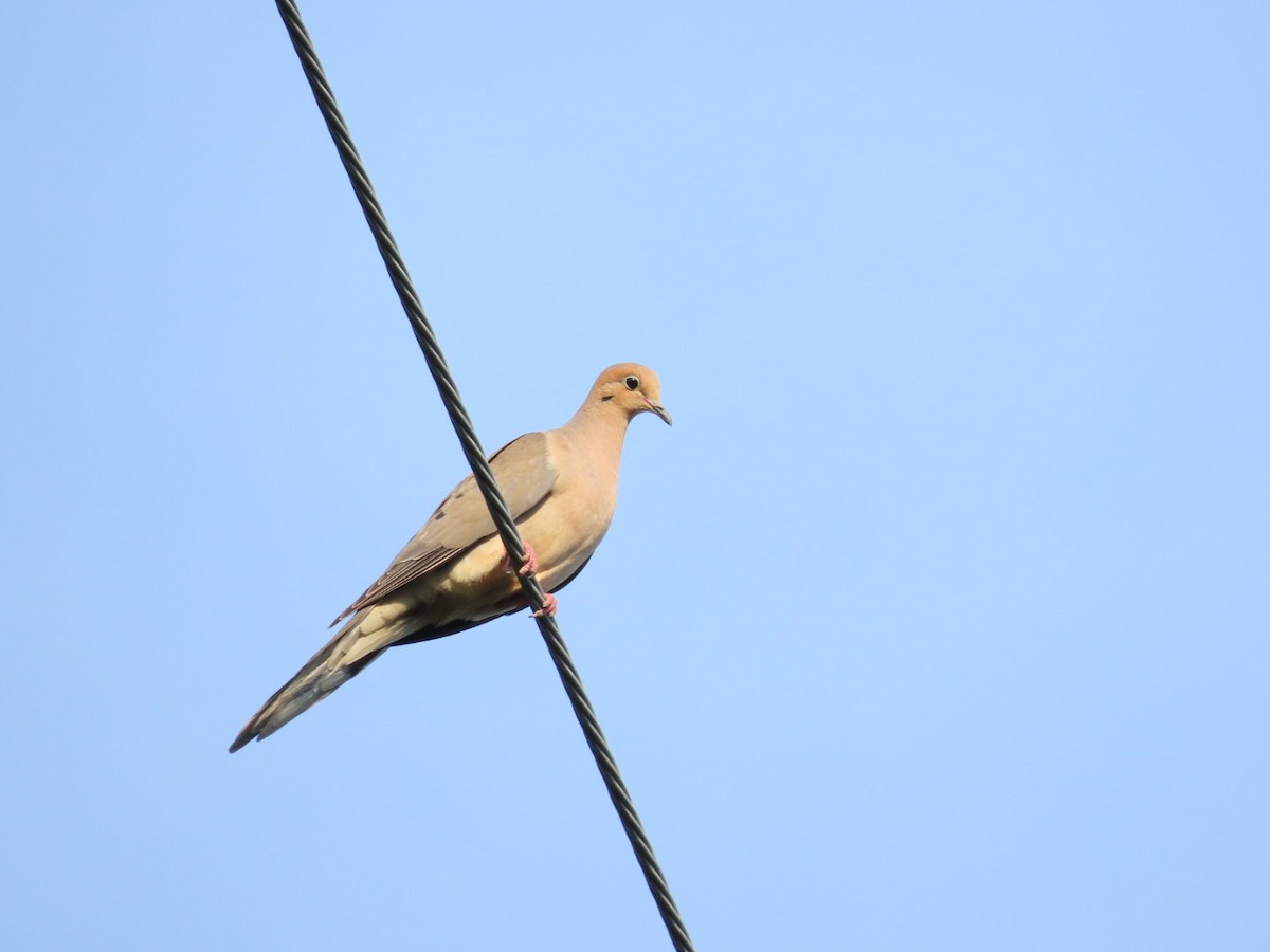 Mourning Dove - Tania Mohacsi