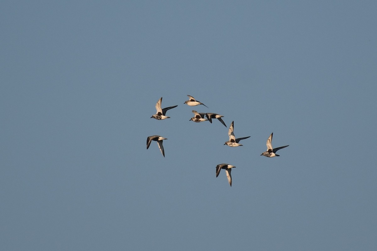 Black-bellied Plover - ML592324701