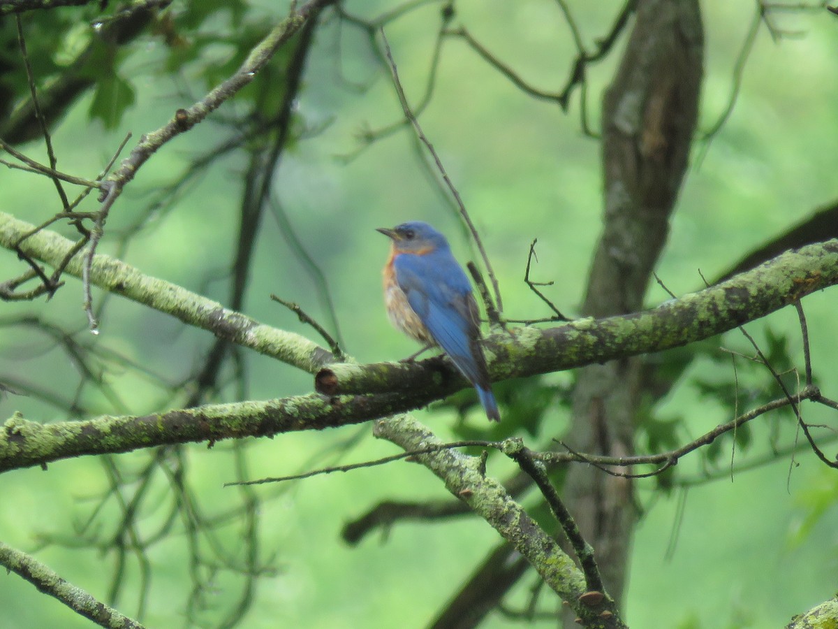 Eastern Bluebird - ML59232601