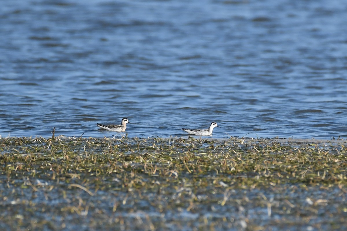 Red-necked Phalarope - ML592327171