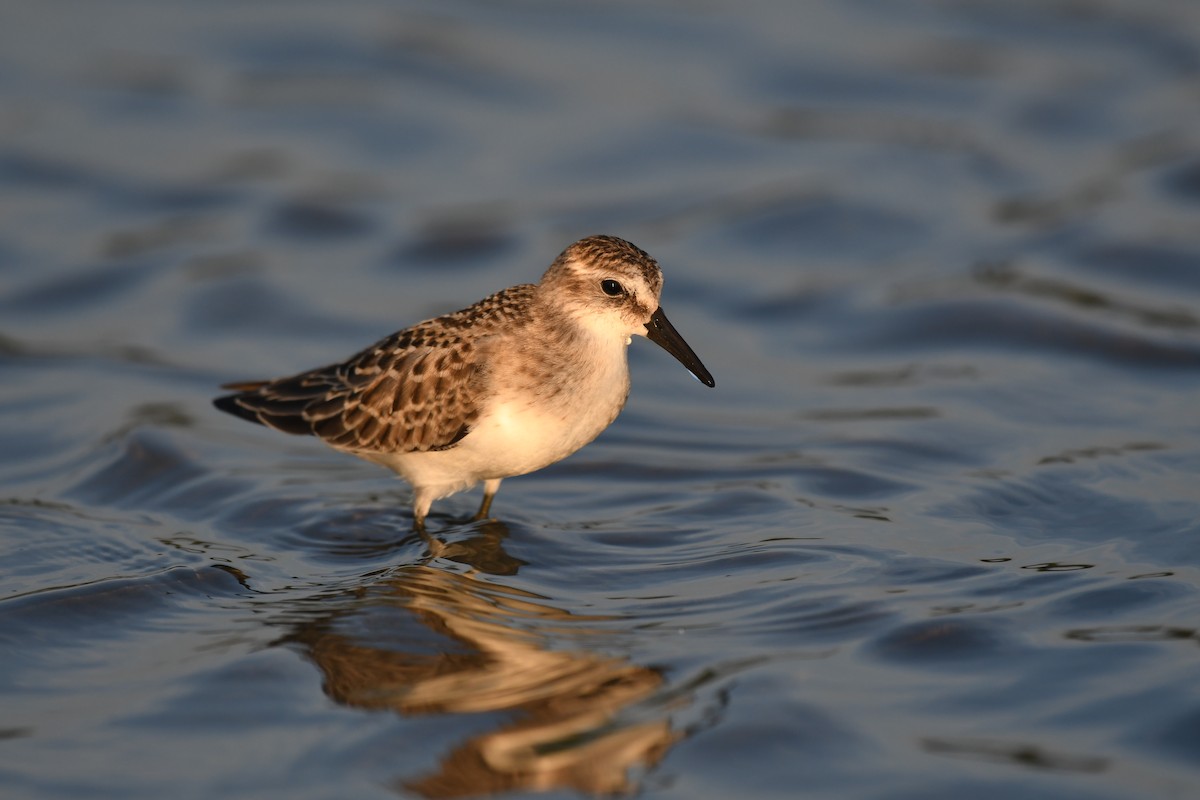 Semipalmated Sandpiper - ML592327841