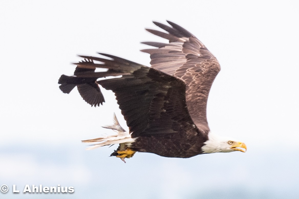 Bald Eagle - ML592328221