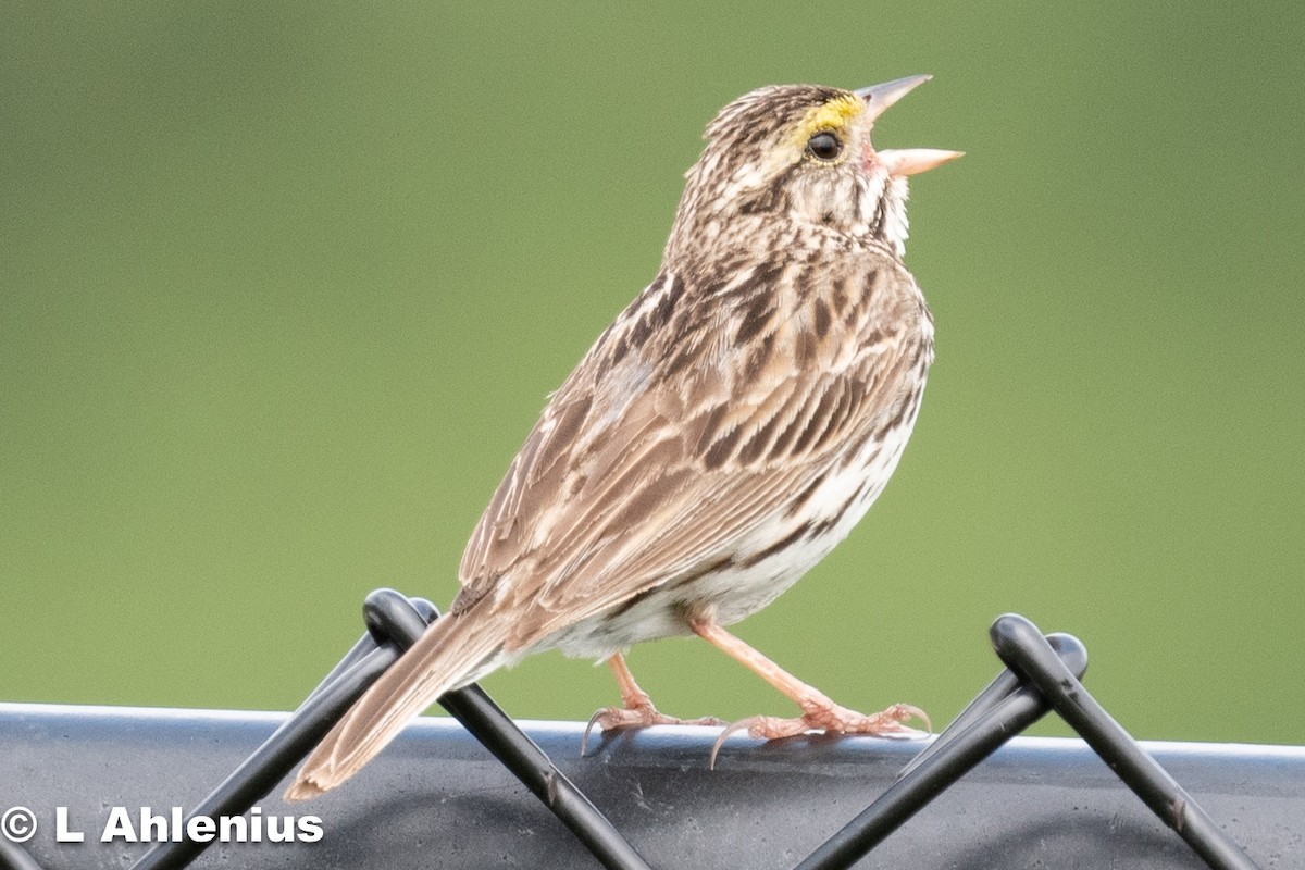 Savannah Sparrow - ML592328671
