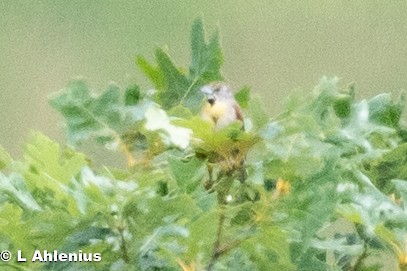 Dickcissel - ML592328941