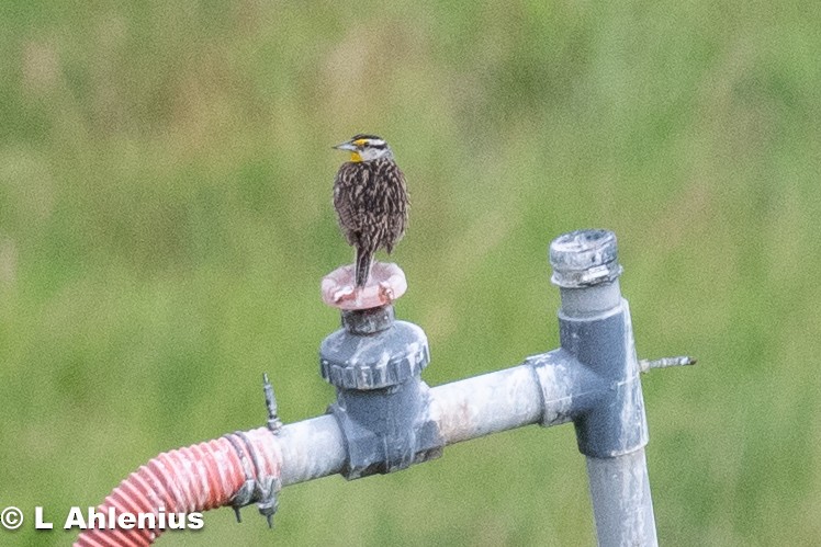 Eastern Meadowlark - ML592329961