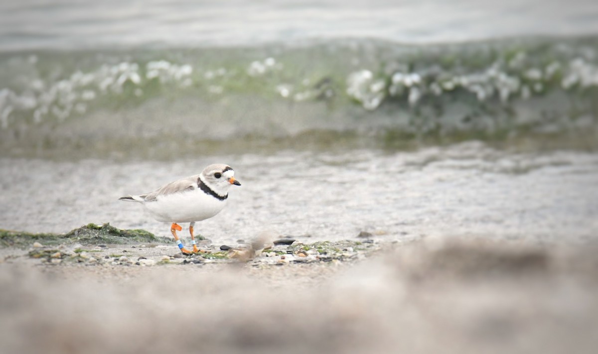 Piping Plover - ML592330421
