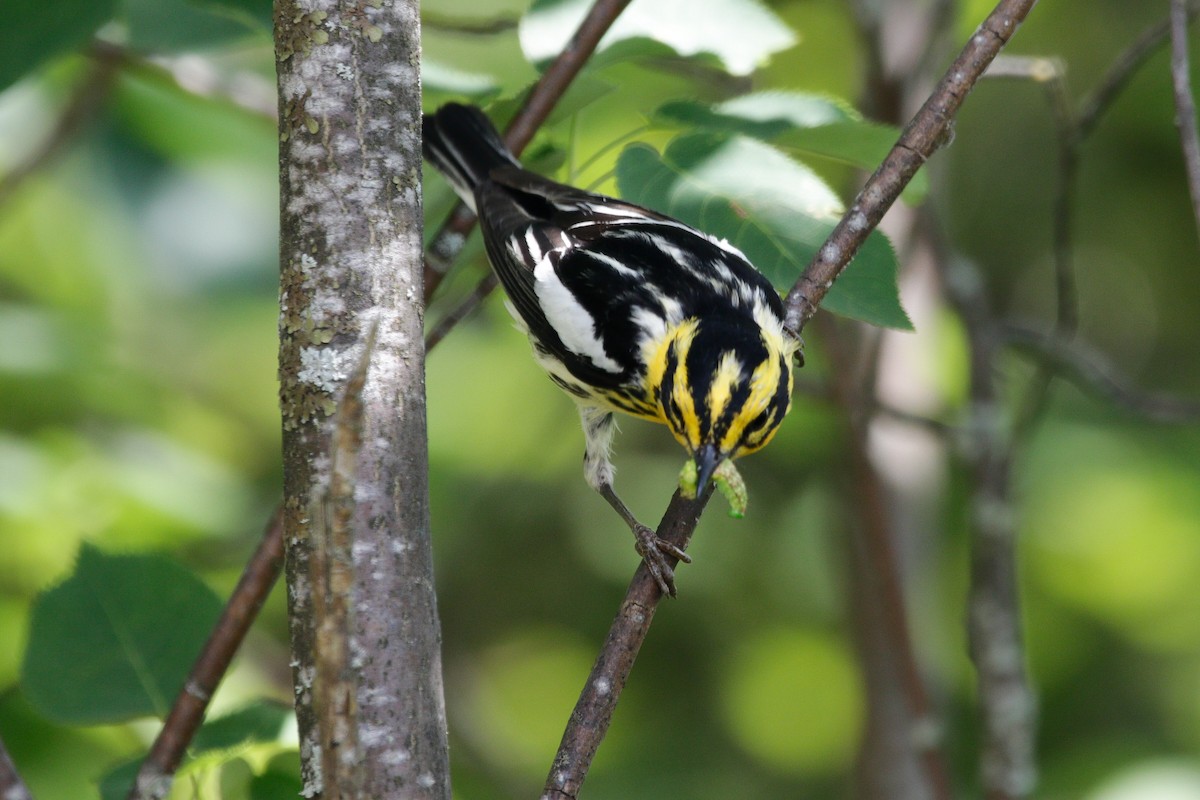 Blackburnian Warbler - ML592330621