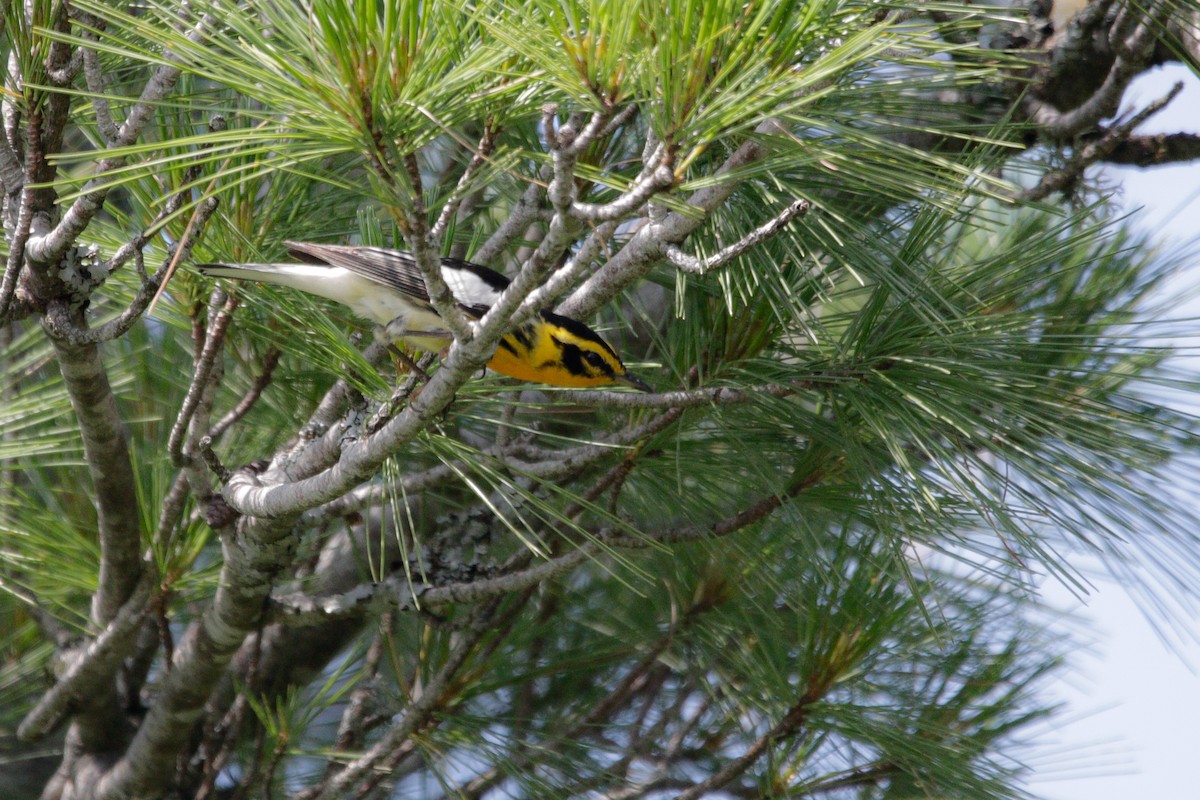 Blackburnian Warbler - ML592330661